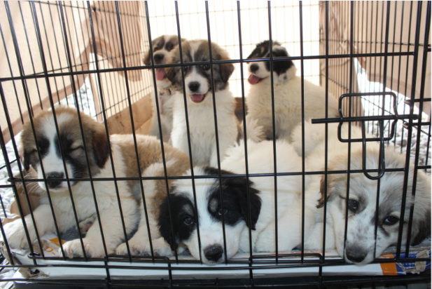 Puppies in a crate